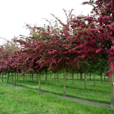 crataegus_pauls_scarlet2 (1)